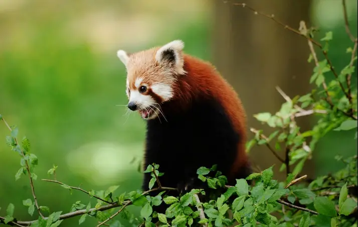 Światowy Dzień Zwierząt w Toruńskim Ogrodzie Zoobotanicznym