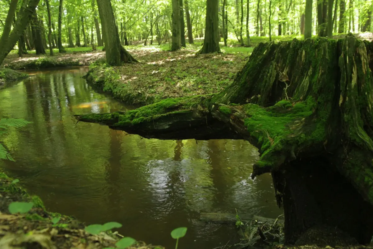 Ochrona zasobów wodnych lasów w regionie – działania leśników