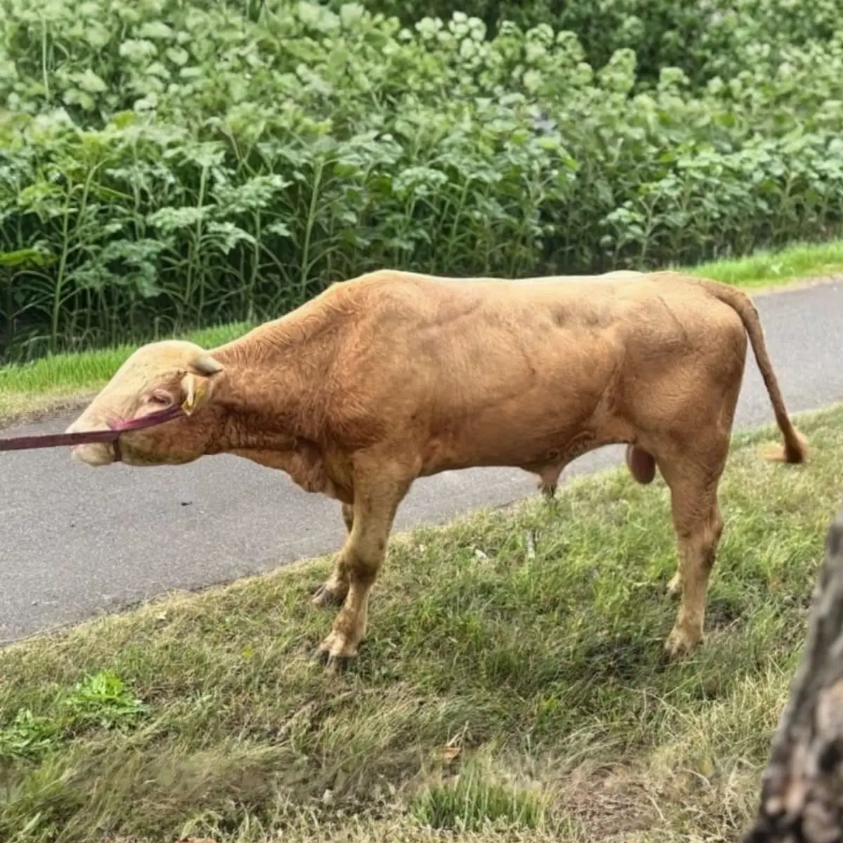 Apel o pomoc w lokalizacji bydła w powiecie toruńskim