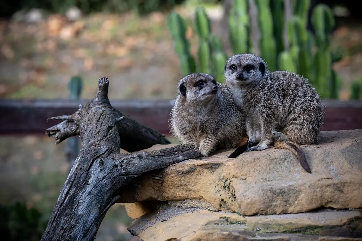 Obchody Światowego Dnia Zwierząt w ogrodzie zoobotanicznym w Toruniu
